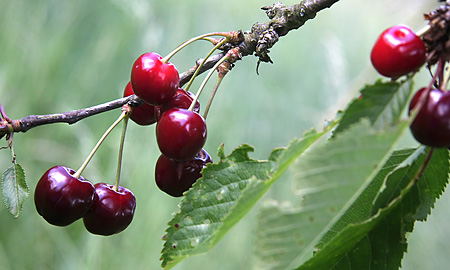 Cerises, version 1. 