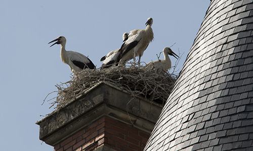 La couv�e annuelle au chateau d'Harou�. 