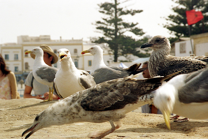 Essaouira : sur le port. 