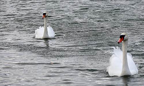 Cygnes. 