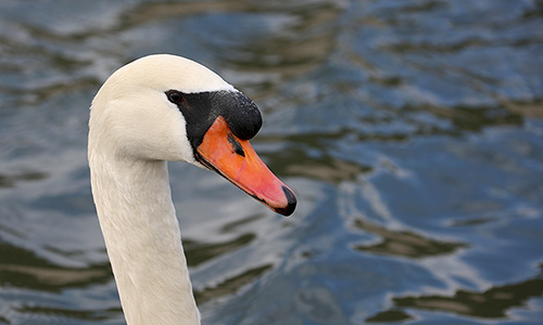 Cygne. 