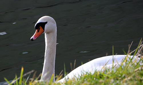 Cygne. 