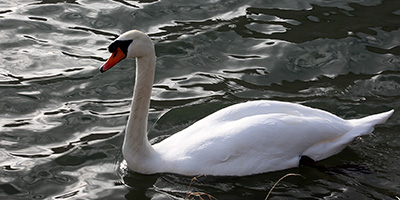 Cygne. 