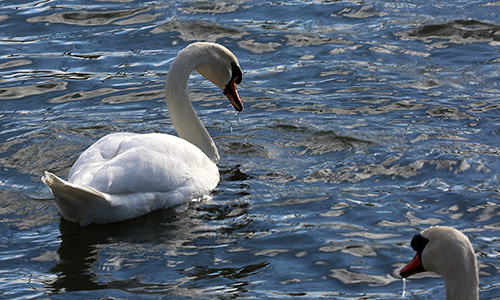 Cygnes. 