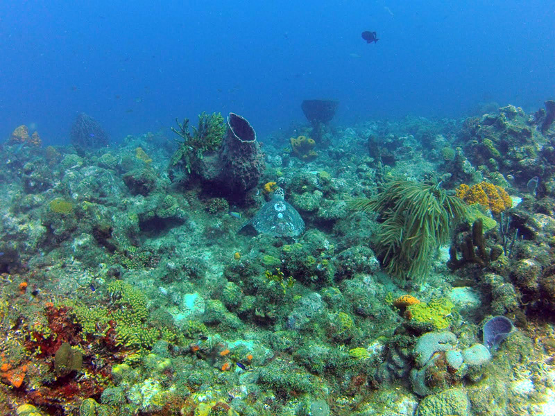 Image Gopro de Didier. 