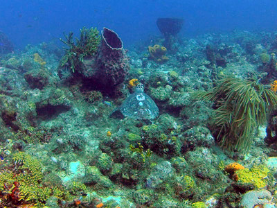 Image 1. 