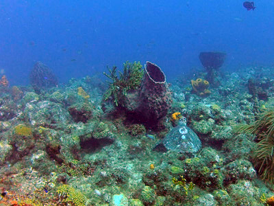 Image 2. 