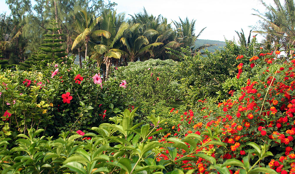 Fouilli dans le jardin. 