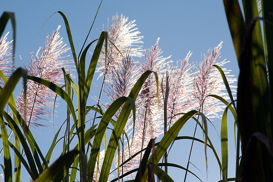 Fleur de canne � sucre. 