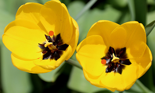 Deux tulipes. 