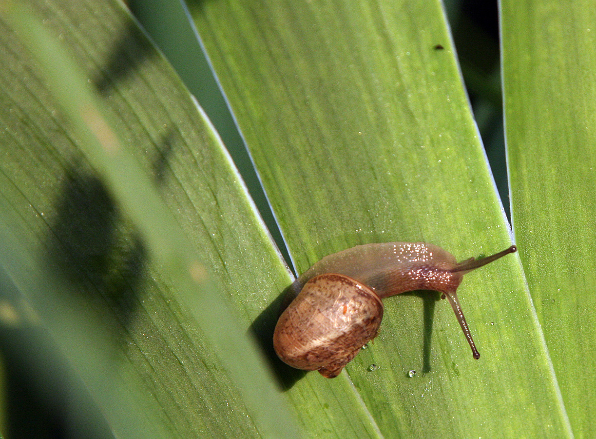 L'escargot. 