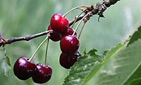 Cerises : mignonette. 